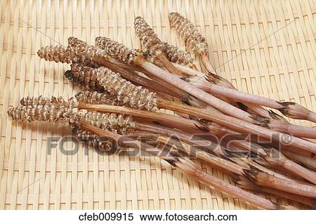 Horsetail View Large Photo Image Stock Photography - Horsetail. Fotosearch