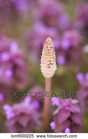 Horsetail View Large Photo Image Stock Photography - Horsetail. Fotosearch
