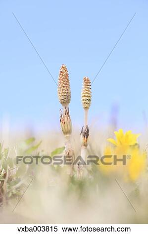 Horsetail View Large Photo Image Stock Photography - Horsetail. Fotosearch