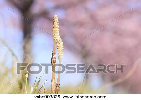 Horsetail View Large Photo Image Stock Photography - Horsetail. Fotosearch