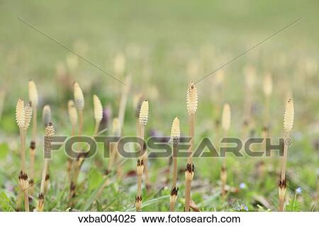 Horsetail View Large Photo Image Stock Photography - Horsetail. Fotosearch