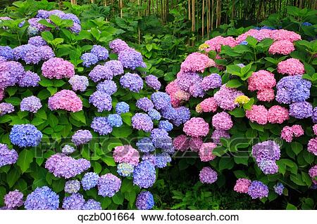 Hydrangea View Large Photo Image Picture - Hydrangea. Fotosearch