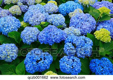 Hydrangea View Large Photo Image Stock Image - Hydrangea. Fotosearch