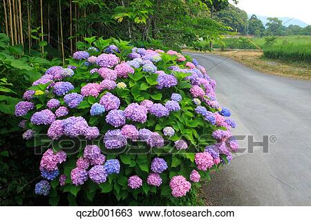 Hydrangea View Large Photo Image Stock Image - Hydrangea. Fotosearch