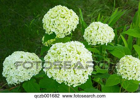 Stock Image - Hydrangea. Fotosearch