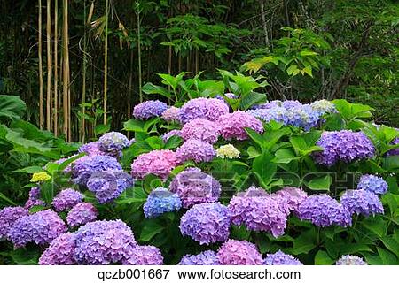 Hydrangea View Large Photo Image Stock Photo - Hydrangea. Fotosearch