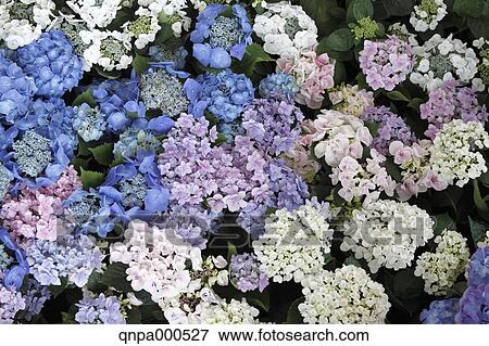 Hydrangea View Large Photo Image Stock Photo - Hydrangea. Fotosearch