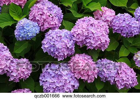 Hydrangea View Large Photo Image Stock Photograph - Hydrangea. Fotosearch