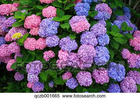 Hydrangea View Large Photo Image Stock Photography - Hydrangea. Fotosearch