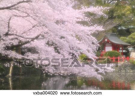 Itsukushima Shinto Shrine, Japan View Large Photo Image Stock Image - Itsukushima Shinto Shrine, Japan. Fotosearch