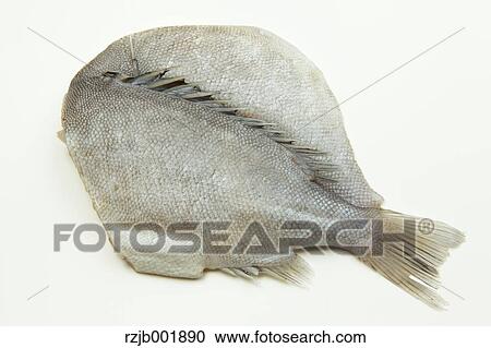 Japanese Armorhead View Large Photo Image Stock Image - Japanese Armorhead. Fotosearch