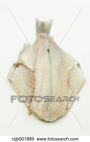 Japanese Armorhead View Large Photo Image Stock Photo - Japanese Armorhead. Fotosearch