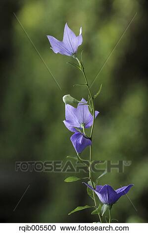 Stock Image - Japanese Bellflower. Fotosearch
