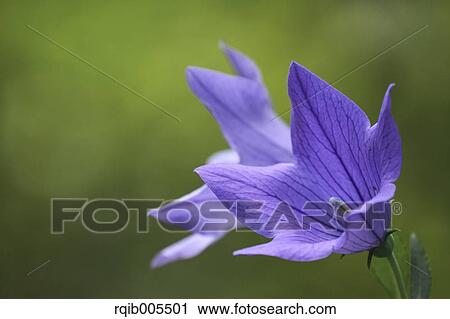 Japanese Bellflower View Large Photo Image Stock Image - Japanese Bellflower. Fotosearch