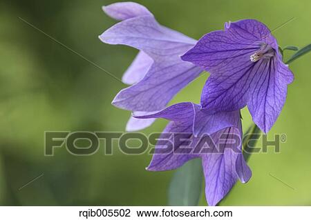 Japanese Bellflower View Large Photo Image Stock Image - Japanese Bellflower. Fotosearch