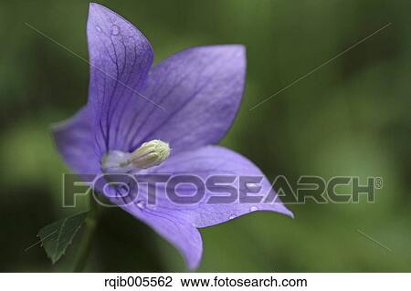 Stock Image - Japanese Bellflower. Fotosearch