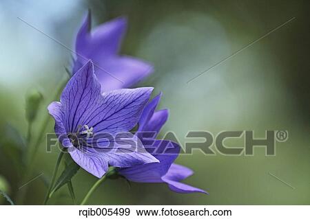 Japanese Bellflower View Large Photo Image Stock Photo - Japanese Bellflower. Fotosearch