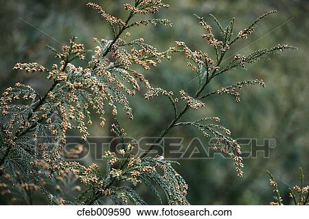 Japanese Cedar View Large Photo Image Stock Image - Japanese Cedar. Fotosearch