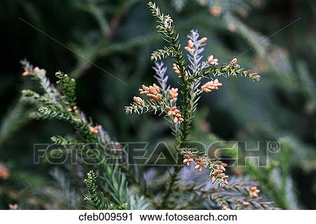 Japanese Cedar View Large Photo Image Stock Image - Japanese Cedar. Fotosearch