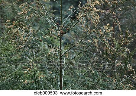 Stock Image - Japanese Cedar. Fotosearch