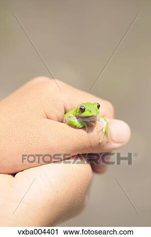 Stock Image - Japanese kid with frog. Fotosearch