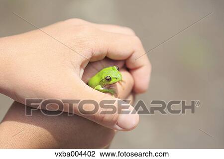 Japanese kid with frog View Large Photo Image Stock Image - Japanese kid with frog. Fotosearch
