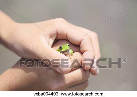 Japanese kid with frog View Large Photo Image Stock Image - Japanese kid with frog. Fotosearch