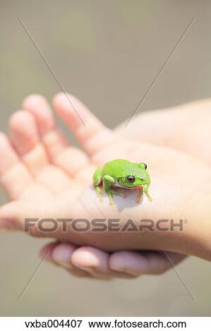 Japanese kid with frog View Large Photo Image Stock Photo - Japanese kid with frog. Fotosearch