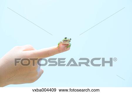 Japanese kid with frog View Large Photo Image Stock Photo - Japanese kid with frog. Fotosearch