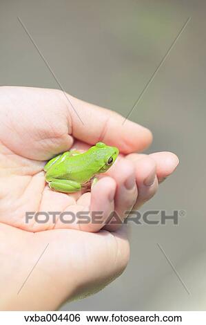 Stock Photograph - Japanese kid with frog. Fotosearch