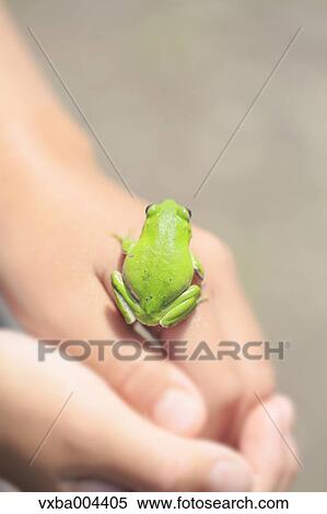 Japanese kid with frog View Large Photo Image Stock Photography - Japanese kid with frog. Fotosearch