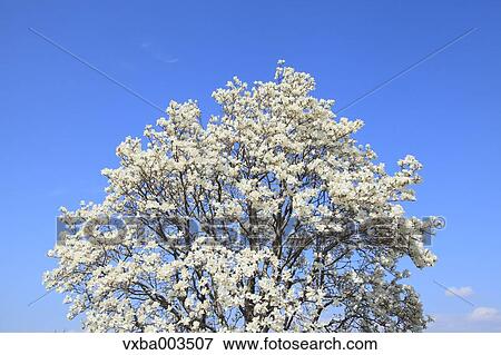Japanese Magnolia and sky View Large Photo Image Stock Photo - Japanese Magnolia and sky. Fotosearch