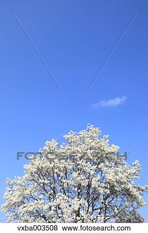 Japanese Magnolia and sky View Large Photo Image Stock Photo - Japanese Magnolia and sky. Fotosearch