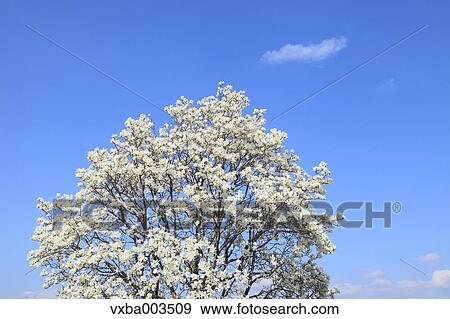 Japanese Magnolia and sky View Large Photo Image Stock Photo - Japanese Magnolia and sky. Fotosearch