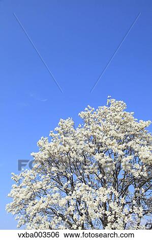 Japanese Magnolia and sky View Large Photo Image Stock Photograph - Japanese Magnolia and sky. Fotosearch