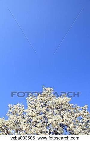 Japanese Magnolia and sky View Large Photo Image Stock Photography - Japanese Magnolia and sky. Fotosearch