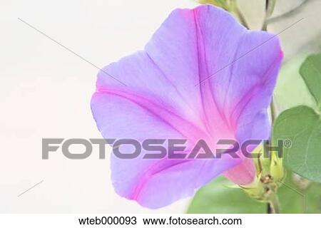 Japanese Morning Glory View Large Photo Image Stock Image - Japanese Morning Glory. Fotosearch