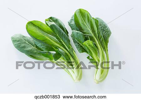 Japanese Mustard Spinach View Large Photo Image Stock Image - Japanese Mustard Spinach. Fotosearch
