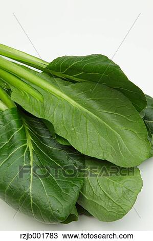 Japanese Mustard Spinach View Large Photo Image Stock Image - Japanese Mustard Spinach. Fotosearch