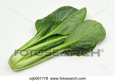 Stock Photo - Japanese Mustard Spinach. Fotosearch