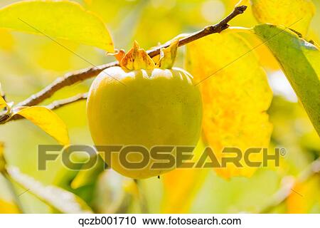 Stock Image - Japanese Persimmon. Fotosearch