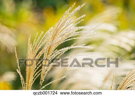 Picture - Japanese silver grass. Fotosearch