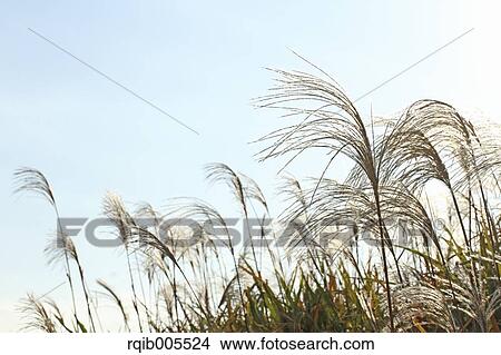 Japanese silver grass View Large Photo Image Picture - Japanese silver grass. Fotosearch