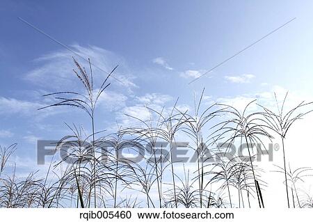 Stock Image - Japanese silver grass. Fotosearch