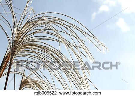 Japanese silver grass View Large Photo Image Stock Image - Japanese silver grass. Fotosearch
