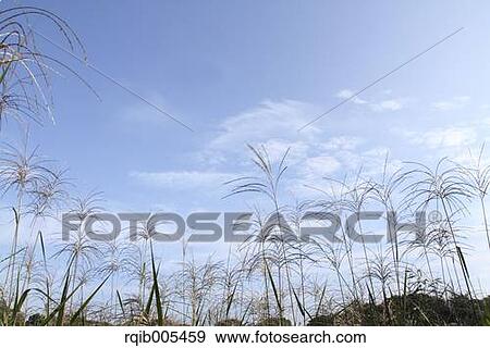 Japanese silver grass View Large Photo Image Stock Photo - Japanese silver grass. Fotosearch