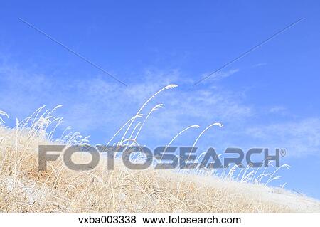 Japanese silver grass View Large Photo Image Stock Photo - Japanese silver grass. Fotosearch