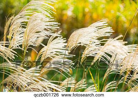 Stock Photograph - Japanese silver grass. Fotosearch