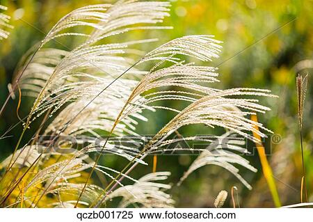 Japanese silver grass View Large Photo Image Stock Photography - Japanese silver grass. Fotosearch
