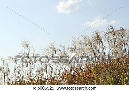 Stock Photography - Japanese silver grass. Fotosearch